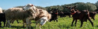 TASTDEMENORCA