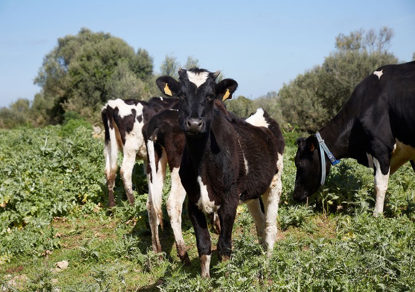 TASTDEMENORCA