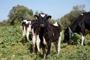 TASTDEMENORCA