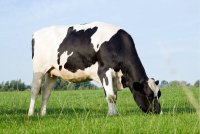 Queso de Vaca Albahaca