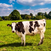 Queso de Vaca al Romero