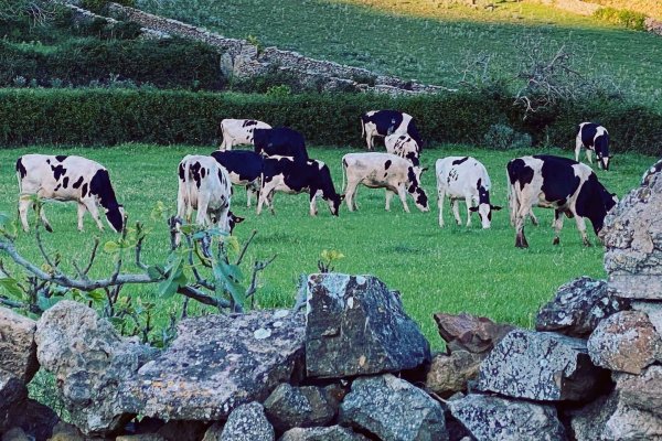 El campo y sector agrario menorquín