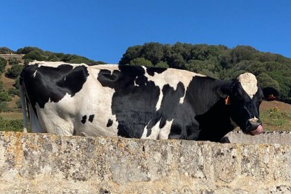 Las vacas, animal predominante del campo menorquín