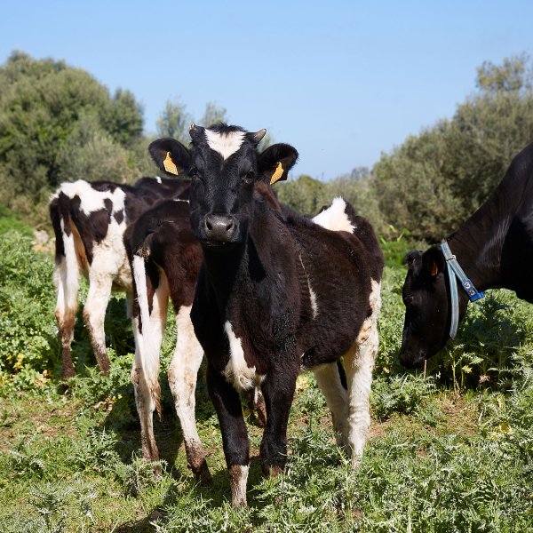 Tast de Menorca, Formatgeria, Fornells, Menorca